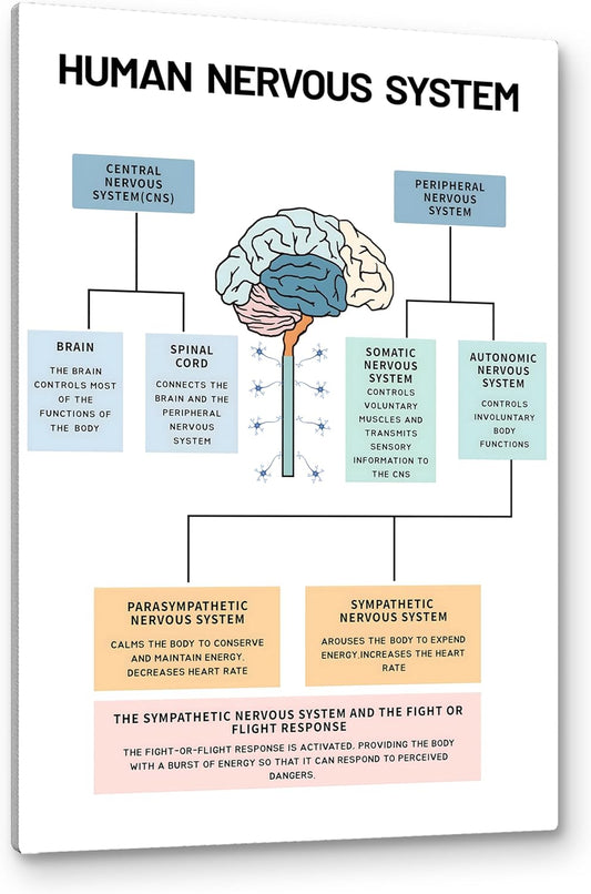 PHAMTE Human Nervous System Mental Health Wall Art,Brain Anatomy and Psychology Art Poster Print Framed Canvas Painting Artwork For Social Worker Therapist Counseling Office Decor (16x24 Inch)