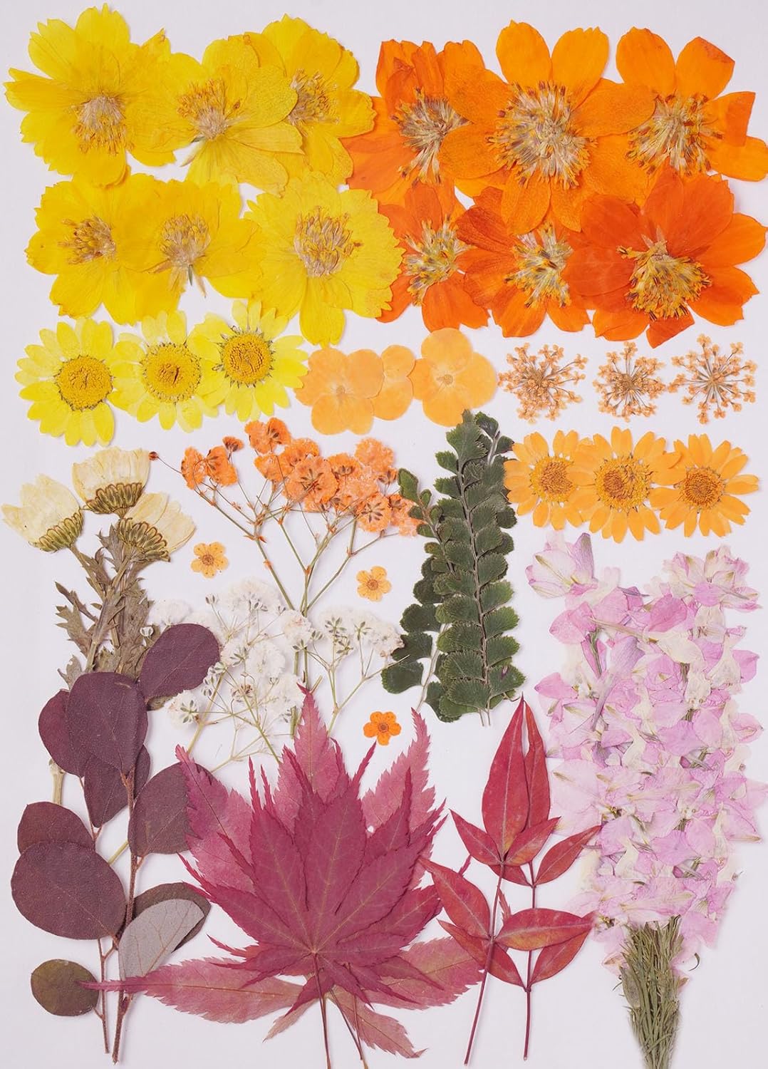 15Types 48Pcs Fall Real Dried Pressed Flowers Maple Leaf Plant Herbarium for Frame Crafts Resin Jewelry Making, Floral Cake Decorations-Fall