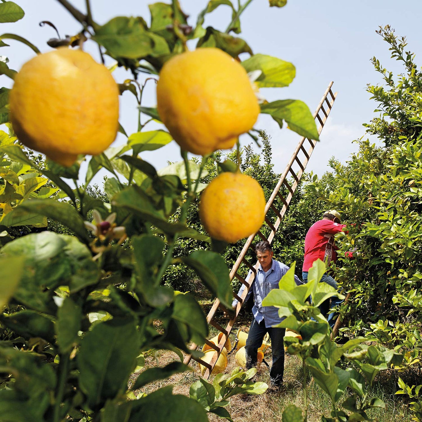 Weleda Refreshing Citrus Body Oil, 3.4 Fluid Ounce, Plant Rich Body Oil with Lemon Peel and Sweet Almond Oils
